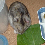 小松菜を食べるユウキ