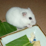 男前豆腐を食べるアイ