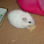 りんごチップを食べるアイ