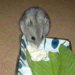 コーキも男前豆腐を食べています