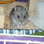 ケージに戻っても食べてます