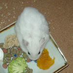 カボチャを食べるアイ