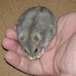 粟の穂を食べるコーキ