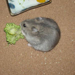 ブロッコリーを食べるコーキ