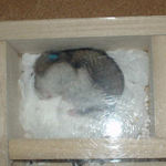 熟睡中のユウキ