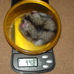 体重はさらに減少