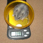 コーキは少し体重増えました