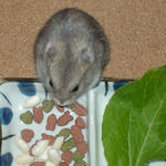 コメコメポップを齧るコーキ