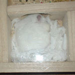 眠っているアイ