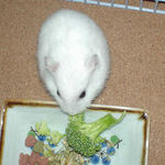 ブロッコリーを食べるアイ