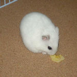 バナナチップを食べているアイ