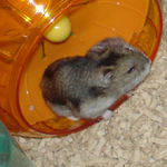 回し車に居るユウキ