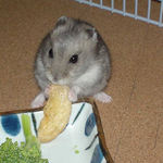 バナナチップを食べるコーキ