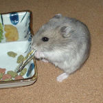 煮干好きなコーキ