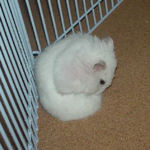 散歩中に毛づくろい