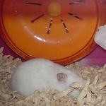 もぐりこんでいます