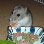 乾燥パパイヤを食べるコーキ