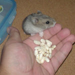 コメコメポップ好き