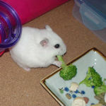 ブロッコリーを食べるアイ