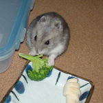 ブロッコリーを食べるコーキ