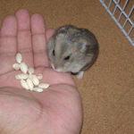 コメコメポップを食べてます