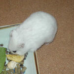 蕎麦の実にありついてるアイ