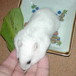 ひまわり種をいただくアイ