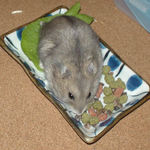 蕎麦の実を吸い尽くすコーキ