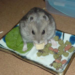 高野豆腐を食べているコーキ