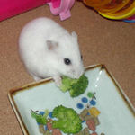 ブロッコリーを食べるアイ