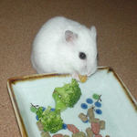 乾燥パパイヤを食べるアイ