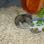 ブロッコリーを食べるユウキ