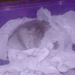 2階で眠っているコーキ