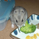 ブロッコリーを食べるコーキ