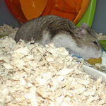 ペレット団子を食べるユウキ