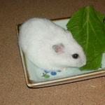 小松菜を食べるアイ