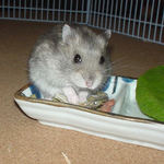 煮干を齧っているコーキ