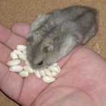 コメコメポップを食べるコーキ