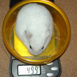 アイは体重微減