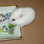 ブロッコリーに齧りついているアイ