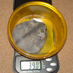 大きくなりました