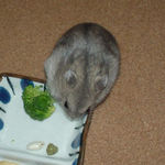 コメコメポップに食いつくコーキ