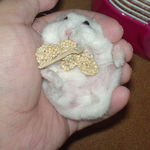 得意の腹出し食い