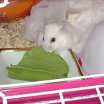 青梗菜を食べるアイ