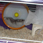 回し車を回しているコーキ