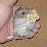 初めての腹出し食い