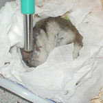 なぜか給水器の下で寝てます