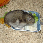 男前豆腐を食べているユウキ