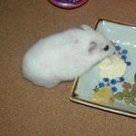 男前豆腐を食べるアイ