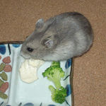 コーキも男前豆腐を食べています